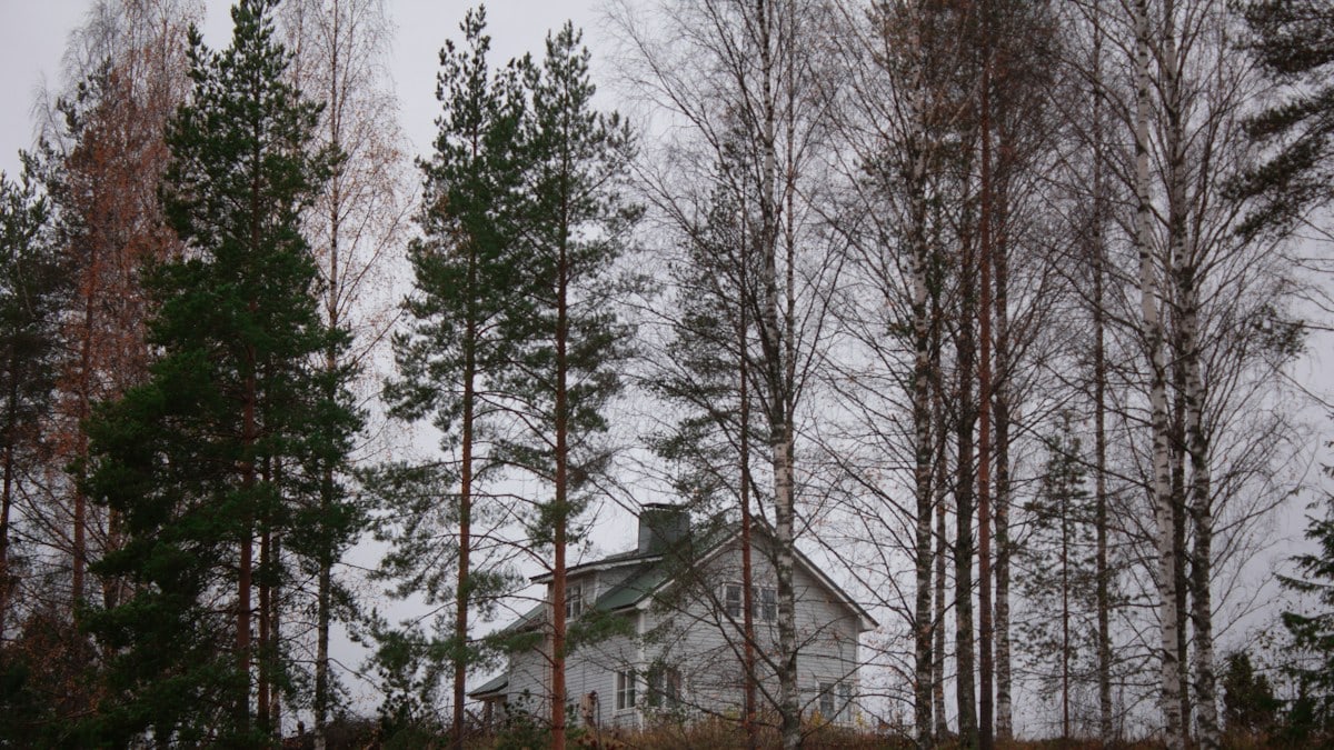 landscape photography of green-leaved trees
